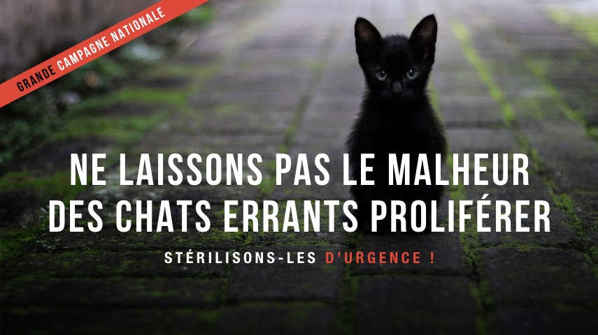 stérilisation chats