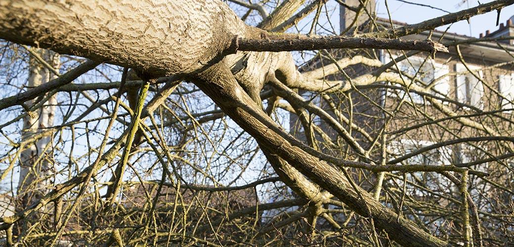 arbre tombé